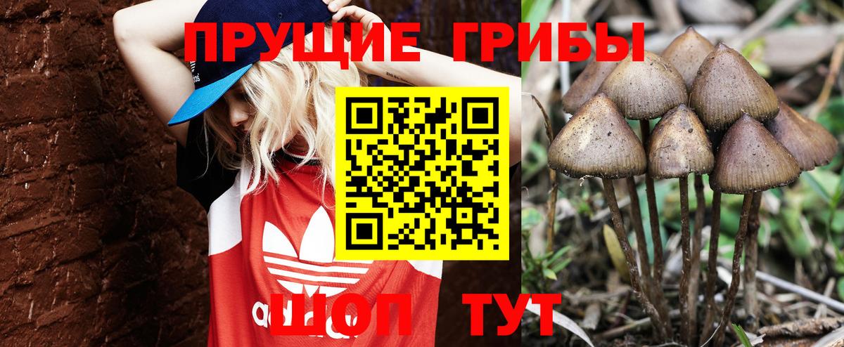 дарнет шоп  Псилоцибиновые грибы Psilocybine cubensis  Вход с VPN  Осинники 